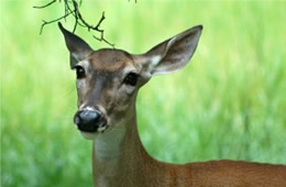 Texas Deer