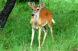 Texas Deer