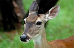 Texas Deer