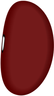 Kidney Bean