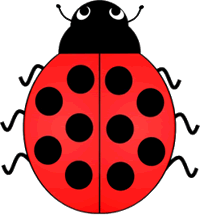 Lady Bird Beetle Ten Spots