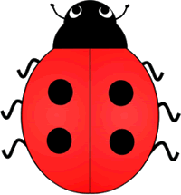 Lady Bird Beetle Four Spots