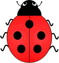 Lady Bird Beetle Five Spots