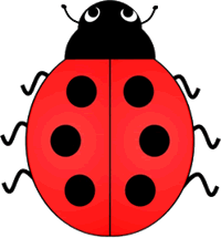 Lady Bird Beetle Six Spots