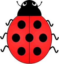 Lady Bird Beetle Seven Spots
