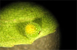 Limenitis archippus - Viceroy Butterfly Egg through a Microscope