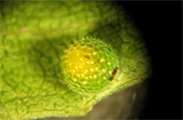 Limenitis archippus - Viceroy Butterfly Egg through a Microscope