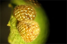 Limenitis archippus - Viceroy Butterfly Egg through a Microscope