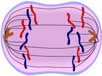 Anaphase of Mitosis - Cell Division