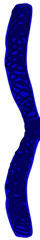 Chromatid Sister Blue - Left