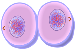 Cytokinesis of Mitosis - Cell Division