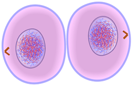 Cytokinesis of Mitosis - Cell Division