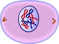 Early Prophase of Mitosis - Cell Division