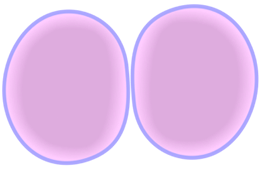 Membrane and Cytoplasm at Cytokinesis