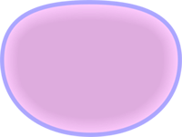 Membrane and Cytoplasm at Prophase