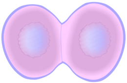 Membrane and Cytoplasm at Telophase