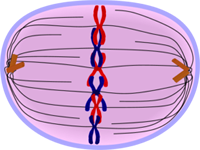 Metaphase of Mitosis - Cell Division