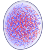 Nucleus Cytokinesis