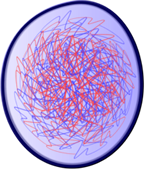 Nucleus Interphase