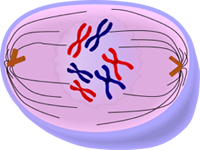 Prometaphase of Mitosis - Cell Division