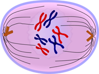 Prometaphase of Mitosis - Cell Division