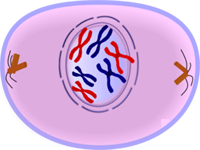 Prophase of Mitosis - Cell Division