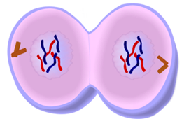 Telophase of Mitosis - Cell Division