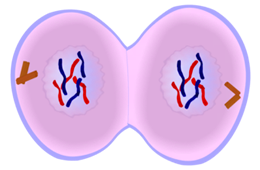 Telophase of Mitosis - Cell Division