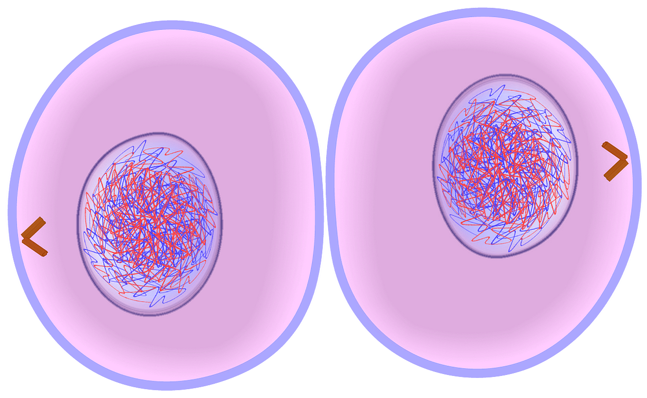 What Happens In Animal Cells After Mitosis