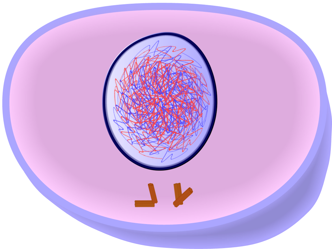 Edupic Cell Drawings