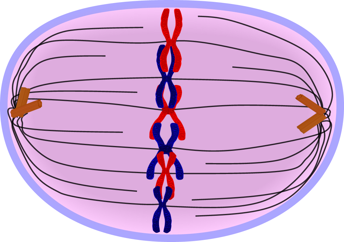 A cell undergoing division