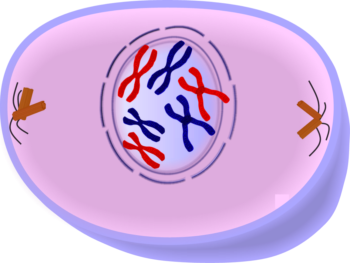 Mitosis