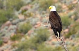 Haliaeetus leucocephalus - Bald Eagle