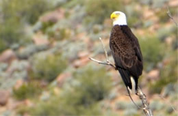 Haliaeetus leucocephalus - Bald Eagle