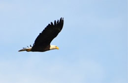 Haliaeetus leucocephalus - Bald Eagle