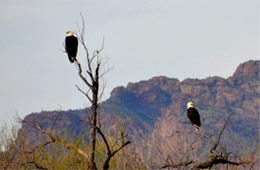 Haliaeetus leucocephalus - Bald Eagle