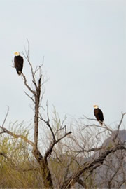 Haliaeetus leucocephalus - Bald Eagle