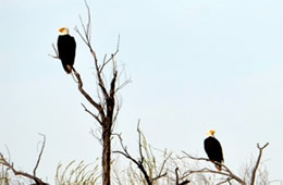 Haliaeetus leucocephalus - Bald Eagle