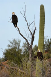 Haliaeetus leucocephalus - Bald Eagle