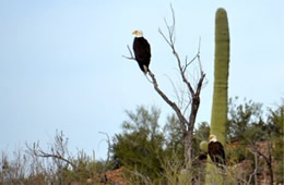 Haliaeetus leucocephalus - Bald Eagle