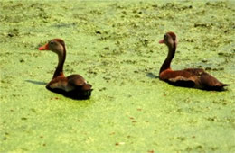 Dendrocygna autumnalis - Black-bellied Whistling Ducks