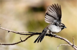 Amphispiza bilineata - Black-throated Sparrow