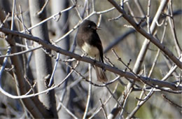 Sayornis nigricans - Black Phoebe