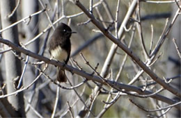 Sayornis nigricans - Black Phoebe