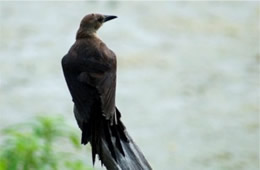 Quiscalus major - Boat-tailed Grackle