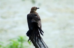 Quiscalus major - Boat-tailed Grackle