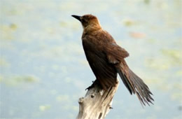 Quiscalus major - Boat-tailed Grackle