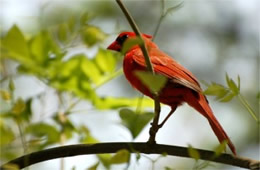 Cardinalis cardinalis - Cardinal (male)