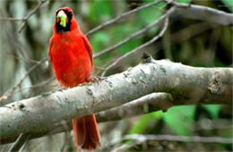 Cardinalis cardinalis - Male Cardinal with Caterpillar Prey