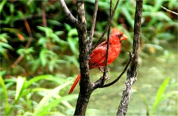 Cardinalis cardinalis - Cardinal (male)